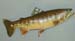 golden-trout