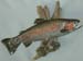 rainbow-trout-4