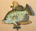 white_crappie