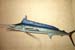 longbill_spearfish